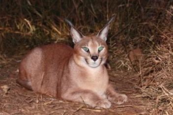 A Caracal, a beautiful large wild cat, that can sometimes be spotted within the landscape at Mosaic