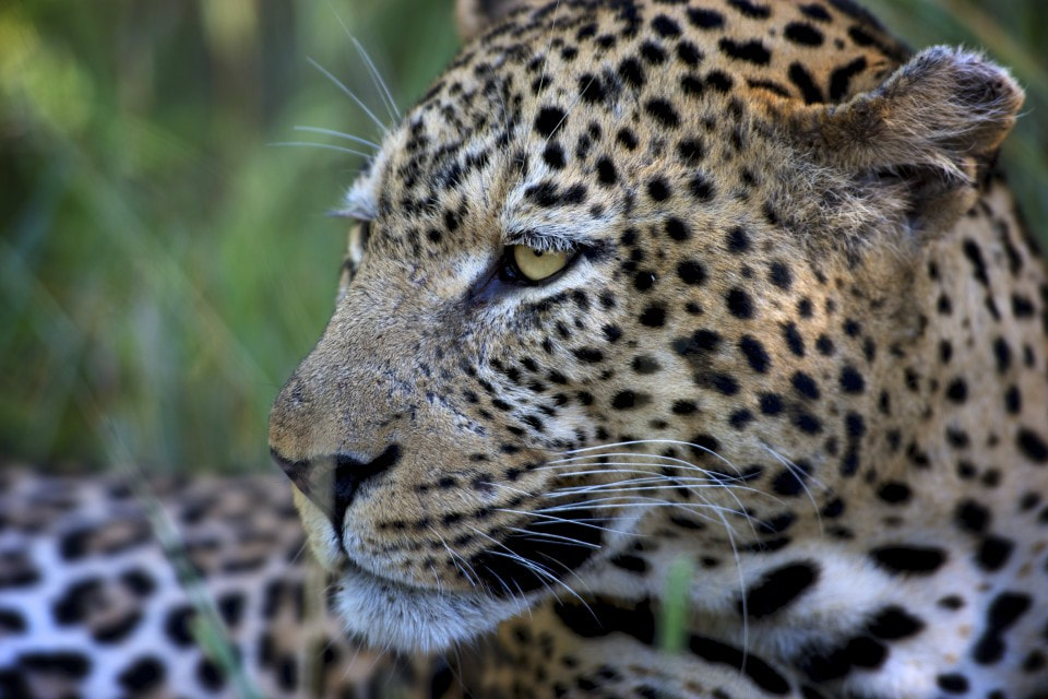 Leopard up close