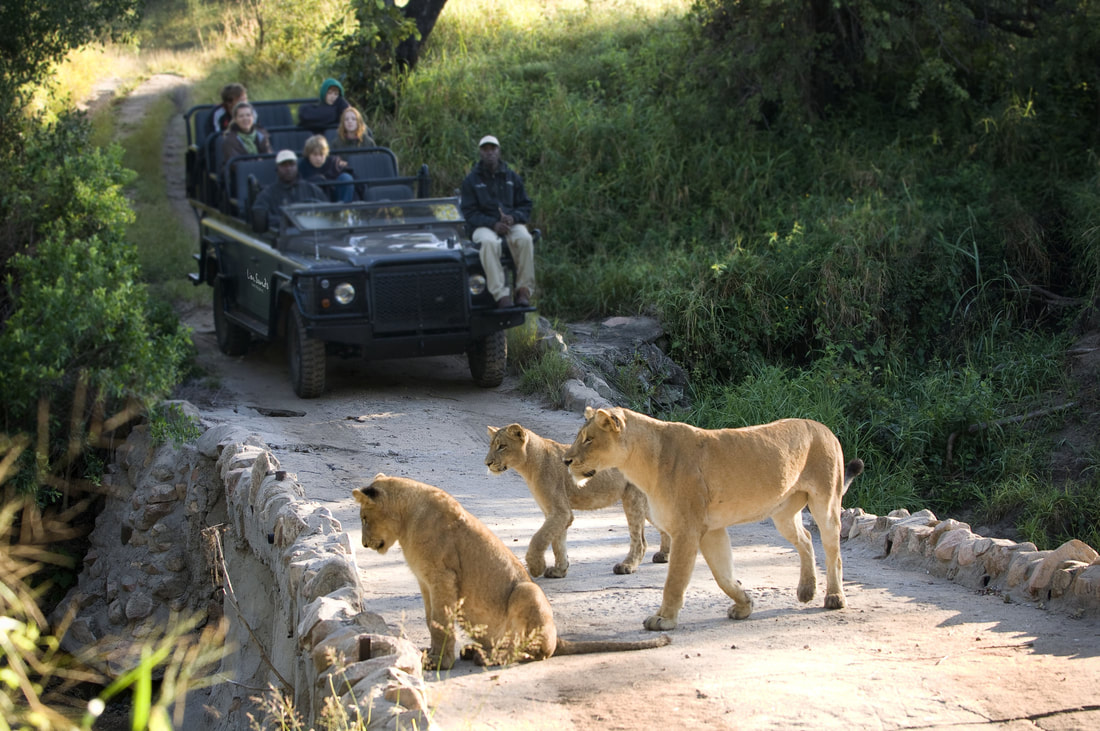 Lion cubs on safari at Lion Sands Game Reserve